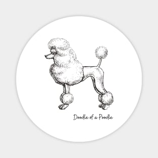 Doodle of a Poodle Magnet